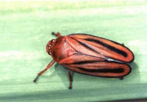 Adult of Mahanarva fimbriolata Photo:  AMTec Bio-Agrícola