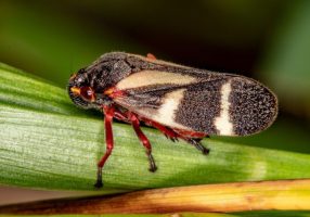 Leafhoppers