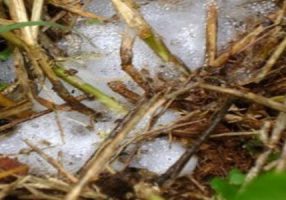 Grasses affected by leafhopper attack Photo:  Aegro