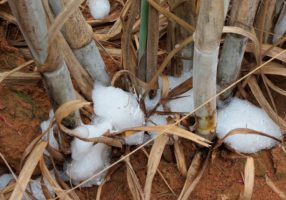 Foam formed at the base of plants. Photo: Bayer