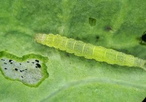 Cruciferous moth. Photo: AgronomicaBR