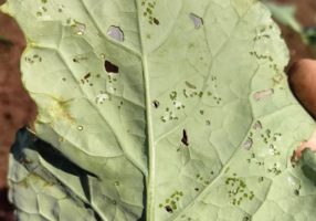 Holes in the leaves. Photo: Grupo Cultivar