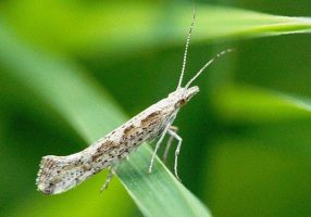 Adult of Plutella xylostella. Photo: Agrolink