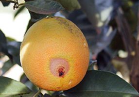 Fruit with symptoms of attack of Ecdytolopha aurantiana Photo: Fundecritus