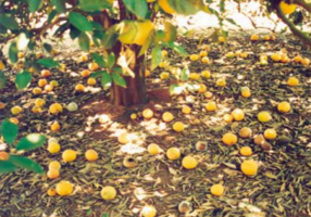 Fruits dropped to the soil due to the attack of Ecdytolopha aurantiana Photo: Heraldo Negri-ESALQ