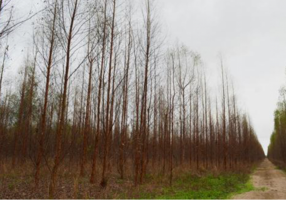 Severe defoliation in eucalyptus Photo: Desconhecido