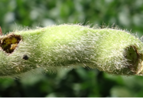 Damage caused to bean pods Photo: Grupo Cultivar