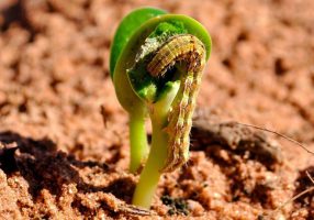 Helicoverpa armigera feeding on a cotyledon Photo: Maissoja