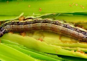 Larval stage of  Spodoptera frugiperda Photo: ProMIP