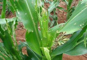 Plant severely attacked by Spodoptera frugiperda Photo: Grupo Cultivar