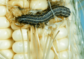 Fall armyworm