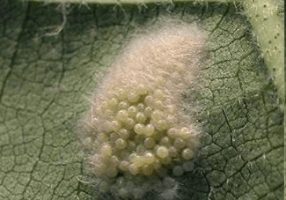  Eggs of Spodoptera frugiperda Photo: Mateus Valdir Muller