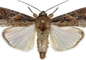 Adult of Spodoptera frugiperda Photo: Pherobio