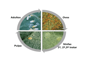 Phases of white fly life cycle Photo: Pollyane Hermenegildo