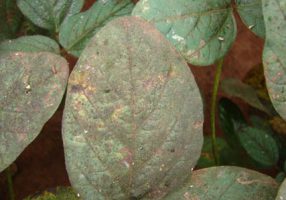 Sooty mold on soybean leaf Photo: Adeney de Freitas Bueno