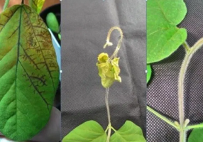 Stem necrosis in soybean Photo: Lavoura 10