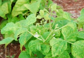 Bean golden mosaic virus Photo: Josias Correia de Faria