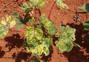 Bean golden mosaic virus Photo: Josias Correia de Faria