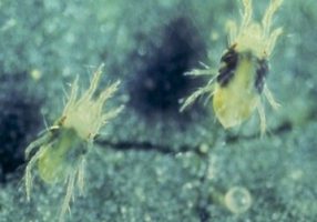 Spider mite