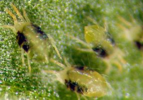 Adults of spider mite Photo: Marcelo Poletti