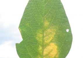 Cotton crops severely affected by spider mite Photo: Grupo de Manejo e Genética de Pragas - UFSM