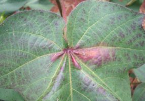 Damage do strawberry caused by spider mite Photo: Revista Cultivar