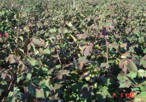 Cotton area severely attacked by spider mite Photo: Revista Cultivar