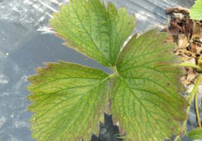 Spider mite damage on strawberries Photo: Ontario CropIPM