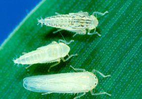 Corn leafhopper