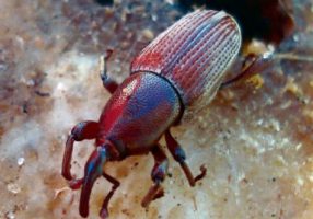 Adult of banana root weevil  Photo:  Marilene Fancelli