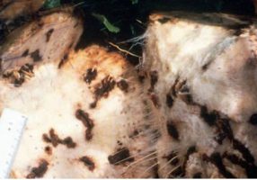 Galleries in banana tree rhizome caused by larvae of banana root weevil Photo: Zilton José Maciel Cordeiro