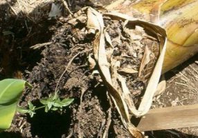 Banana plant overturned as a result of attack by the banana boy. Photo: UFMG